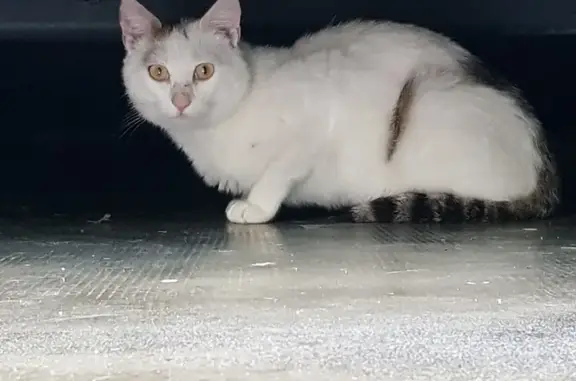 Chat blanc-gris perdu à Bardos - photo
