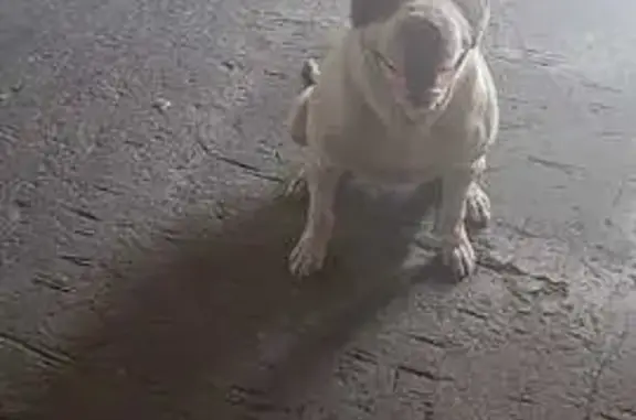 Lost White Male Pitbull - 1st Ave, Cape Town!