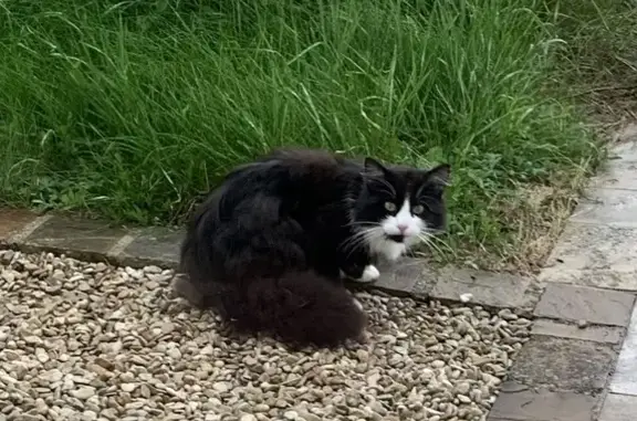 Chat noir et blanc perdu - photo