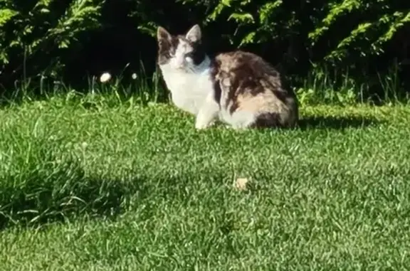 Chat retrouvé à Cranves-Sales - photo
