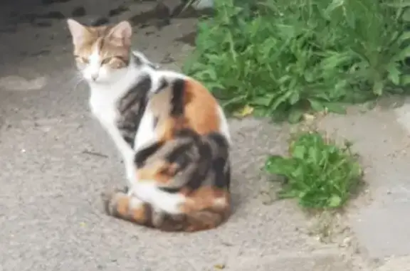 Chat trouvé Sissonne, photo: Chat perdu rue Madeleine 9