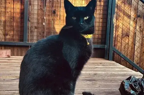 Lost Giant Black Cat with White Whiskers!