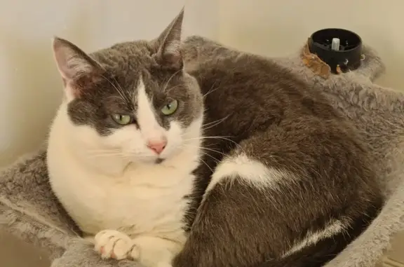 Animaux perdus , photo: Chat perdu à Mernel, rue Étang