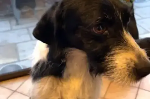 Chien trouvé , photo: Chienne blanche et noire trouvée
