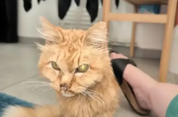 Chat sourd et maigre trouvé - photo