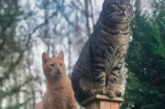 Animaux perdus , photo: Chat roux tigré perdu à Treffieux