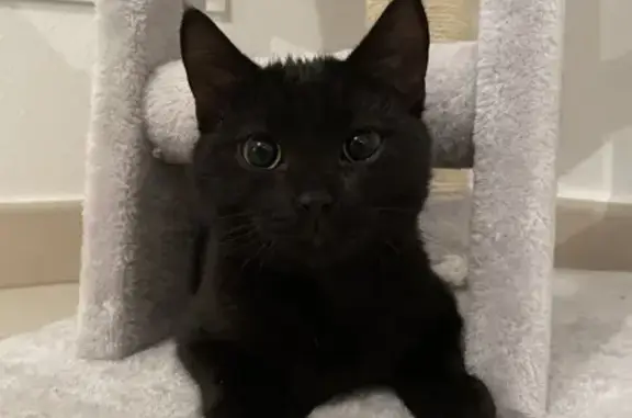 Animaux perdus Marigny-le-Châtel, photo: Chat Milo perdu à Marigny-le-Châtel