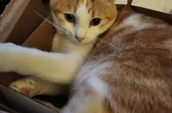 Animaux perdus Niort, photo: Chat tigré perdu à Niort