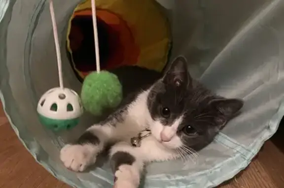 Chaton gris-blanc trouvé à Sartrouville - photo