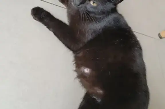 Chatte gestante trouvée à Laval - photo