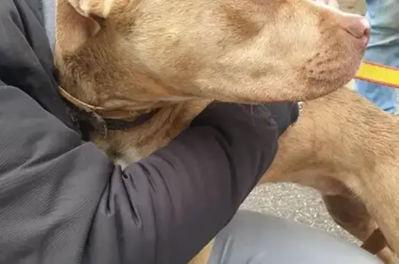 Chiot affectueux trouvé à Étampes - photo