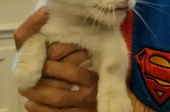 Found Kitten: White & Tabby, Yellow Eyes - 175 Crompton