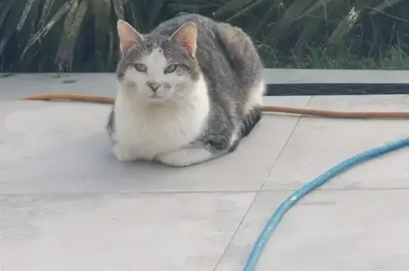 Chat errant à Lugon-et-l'Île-du-C - photo