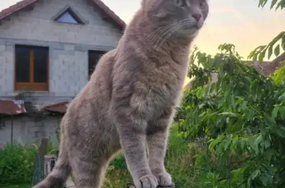 Animaux perdus , photo: Perle, Chatte Grise Perdue