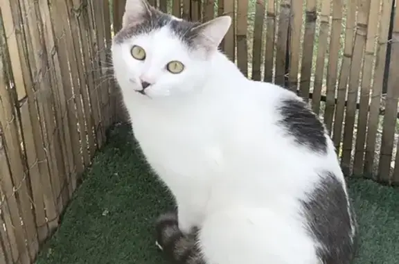 Animaux perdus Laval, photo: Chat blanc et gris perdu à Laval