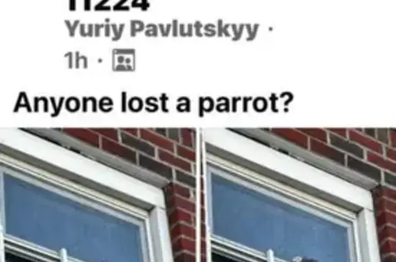 Lost pets , photo: Lost African Gray Parrot - Neptune Ave Help!