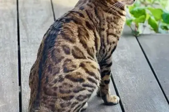 Chat perdu, , photo: Chat Bengal Taaj disparu à Roquebrune