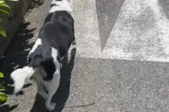 Chien perdu à Sonnaz sans collier - photo