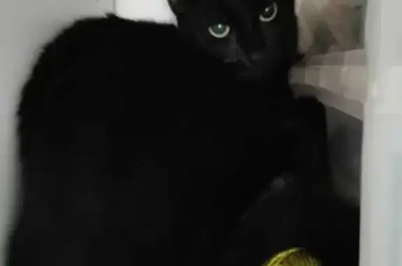 Animaux perdus , photo: Chat noir Quartz perdu à Bessoncourt