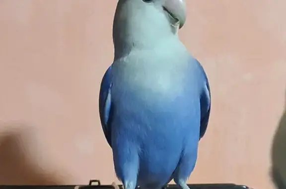 Help Find Our Blue Lovebird in Choa Chu Kang!