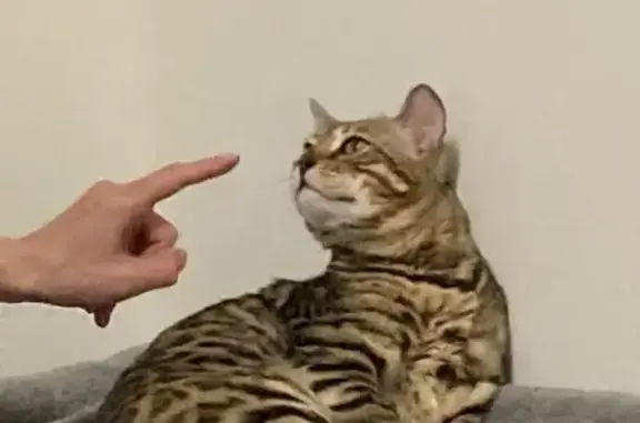 Lost and found pets , photo: Lost Bengal Cat at Colonial Woods - Help Find Him!