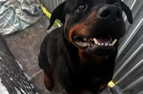 Found Pair: Sweet Rottweilers in Naranja!