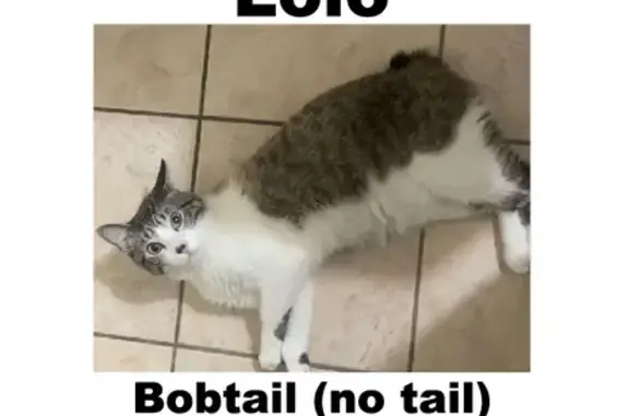 Lost Bobtail Cat - White & Gray, Blue Eyes