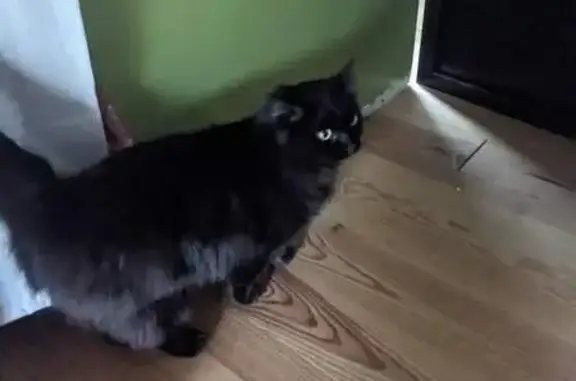 Chat Grégory perdu - La Glacerie - photo