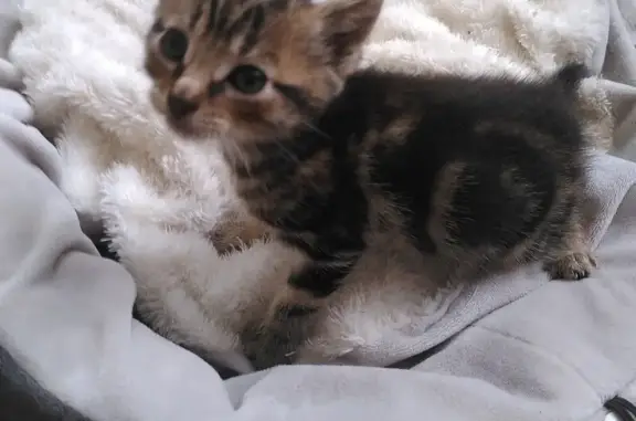 Chaton de 3 semaines trouvé à Laval - photo
