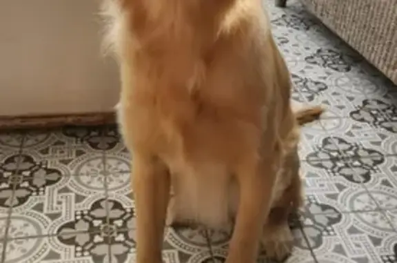 Lost Golden Retriever - Berkley Rd, Cape Town