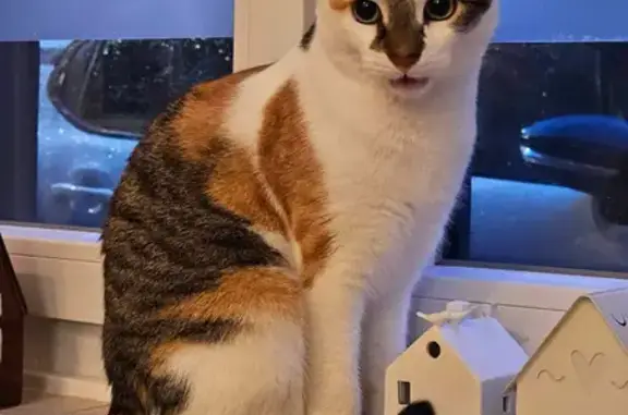 Animaux perdus Marcq-en-Barœul, photo: Chapka, Chatte Tricolore Perdue