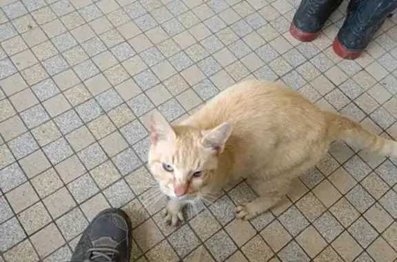 Chat roux jeune trouvé à Arthenac - photo