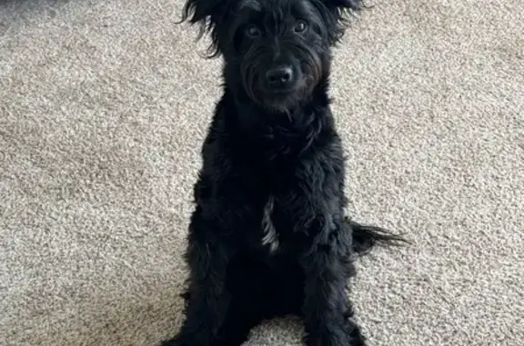 Lost Black Mini Aussiedoodle - 77th St, Berryton