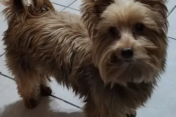 Lost Brown Yorkie in Rustenburg - Help!