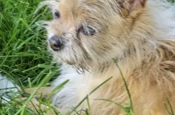 Lost Pup Alert: Tiny Brown & White Dog - 7611 Randy Rd