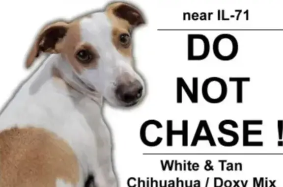 Lost Timid Dog in Oswego - Do Not Chase!