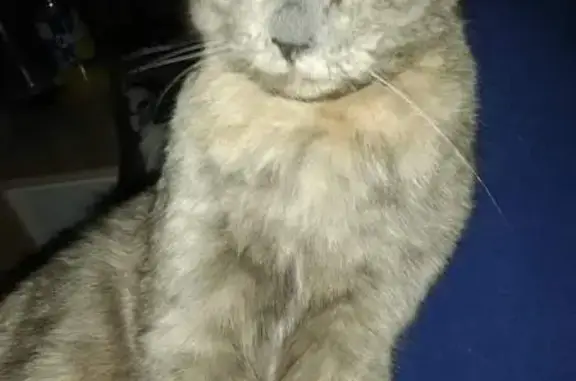 Chat perdu, Nevers, photo: Bella perdue à Nevers, rue Jeanpierre