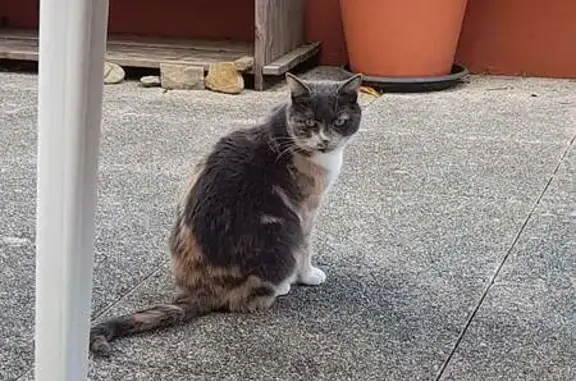 Chat perdu, Brest, photo: Chatte perdue à Brest - Pucée