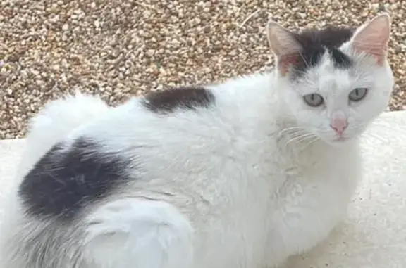 Chat européen câlin trouvé à Foëcy - photo