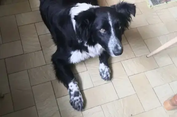 Chien perdu à Saint-Paul retrouvé - photo