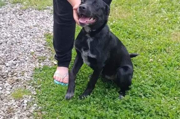 Chiot labrador retrouvé à Tartas - photo
