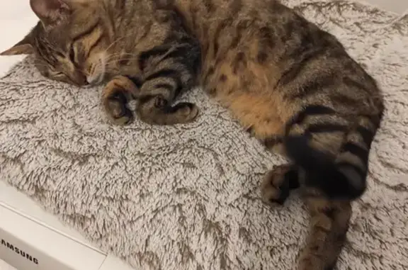Animaux trouvés Gradignan, photo: Chat tigré errant soigné à Gradignan