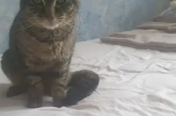 Chatte tigrée trouvée aux Sorinières - photo