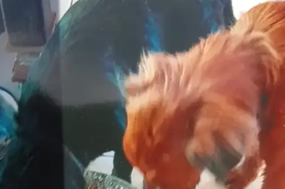 Alerte: 2 Chiens Perdus à Paris - photo