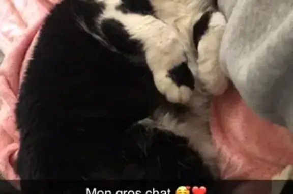 Chat perdu, Chablis, photo: Chatte Zéro perdue à Chablis
