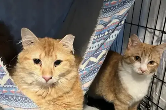 Lost: Morris & Molly, Bonded Cats - Fairfax!