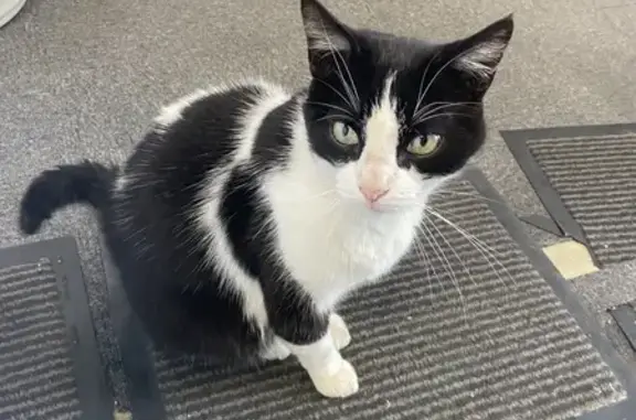 Chat noir et blanc perdu - photo
