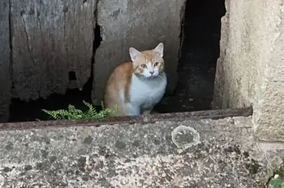 Chat trouvé Durtal, photo: Chat perdu hébergé à Durtal