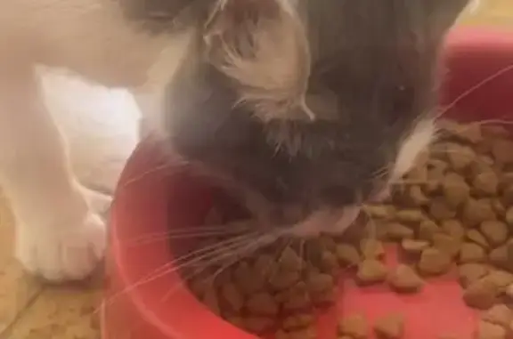 Chaton trouvé à Unieux - Rue Danton - photo