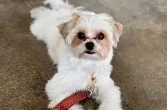 Lost White Morkie in New Franklin, OH - Help!